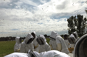 students in bee protective wear monitor honey production